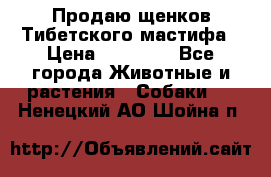 Продаю щенков Тибетского мастифа › Цена ­ 45 000 - Все города Животные и растения » Собаки   . Ненецкий АО,Шойна п.